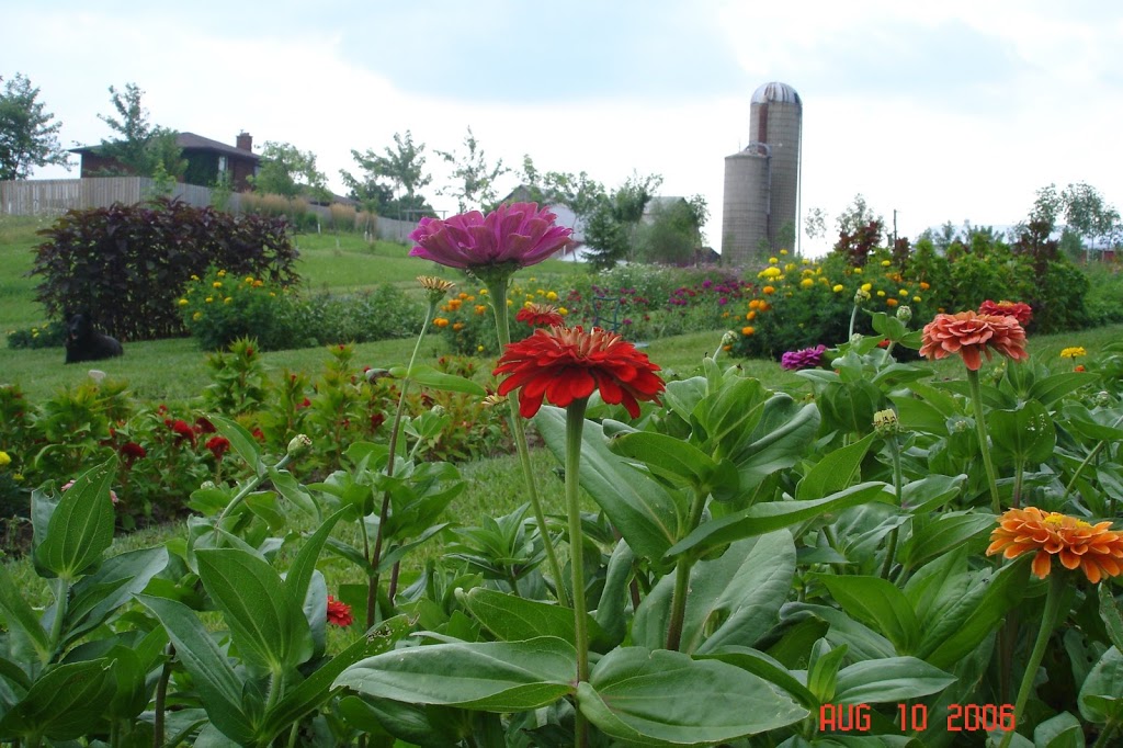 Wendalane Farms | 5998 Canborough Rd, Wellandport, ON L0R 2J0, Canada | Phone: (905) 386-0364