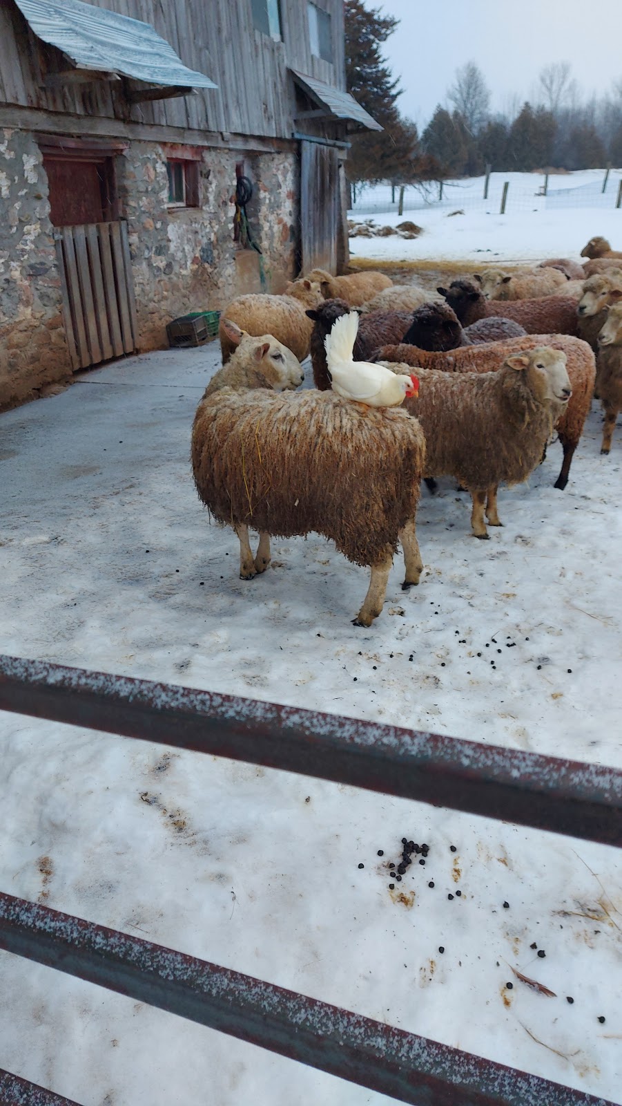 Lanesend Farm and Fiber | 3143 Hwy 7, Reaboro, ON K0L 2X0, Canada | Phone: (705) 324-9413