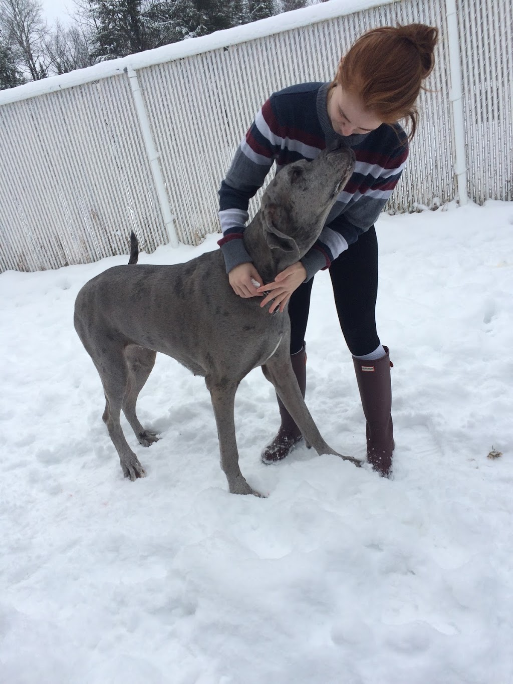 Chenil Lac Brome Kennel | 28 Chemin Barnes, West Brome, QC J0E 2P0, Canada | Phone: (450) 243-5587