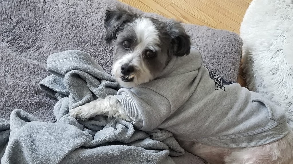 Wag N Watch Pet Sitters | Surrey Ln, Burlington, ON L7T 3S7, Canada | Phone: (905) 630-9354