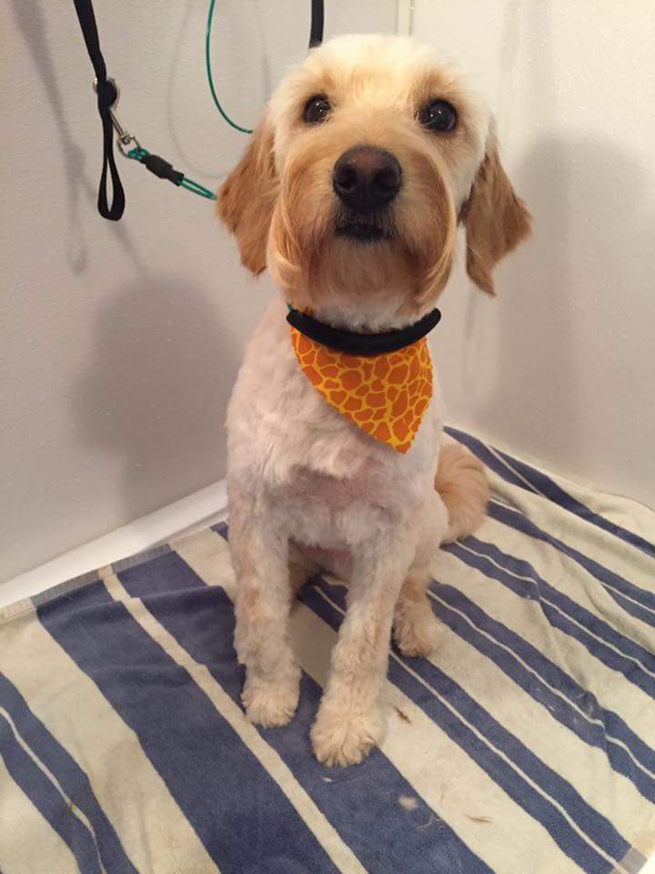 Little Big Dog Grooming Studio | Milverton Close, Waterdown, ON L0R 2H3, Canada | Phone: (289) 244-9020