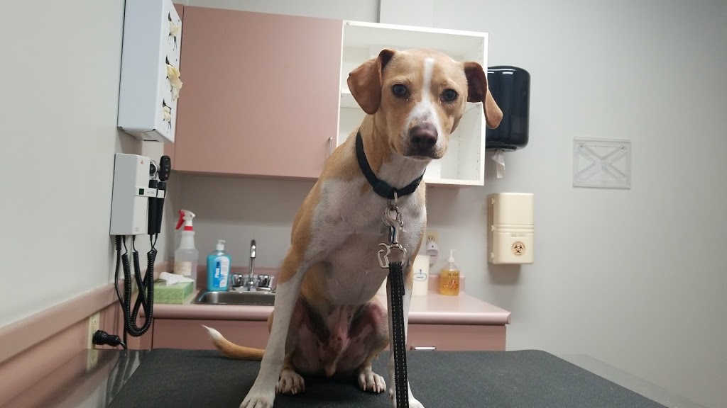 South Shore Veterinary Hospital | 2760 NS-325, Wileville, NS B4V 5G2, Canada | Phone: (902) 543-5602