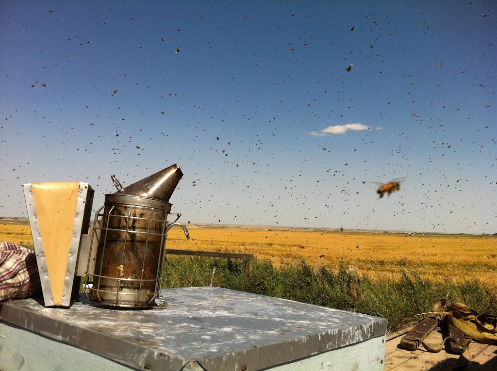Honey Meadows Farm Inc | 290045 192st East, AB T1S 4A3, Canada | Phone: (403) 701-2804