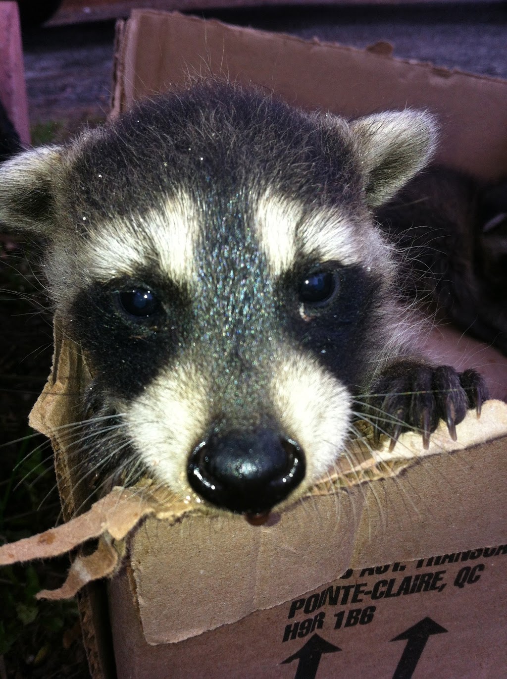 Gotcha Wildlife Removal Services | 1434 Seabring Street, Oshawa, ON L1J 8K5, Canada | Phone: (647) 461-7632