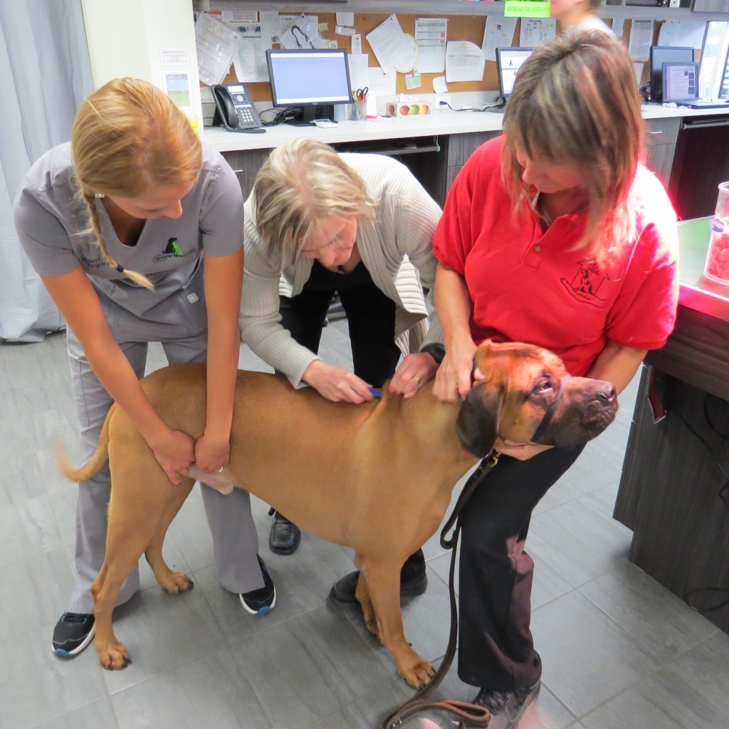 Clinique Veterinaire Vaudreuil | 463 Avenue Saint-Charles, Vaudreuil-Dorion, QC J7V 2N5, Canada | Phone: (450) 218-9090