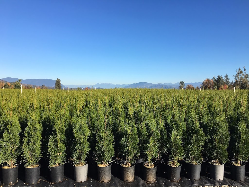 Camson Creek Cedars | 29219 Sangara Ave, Abbotsford, BC V4X 2G3, Canada | Phone: (604) 857-5614