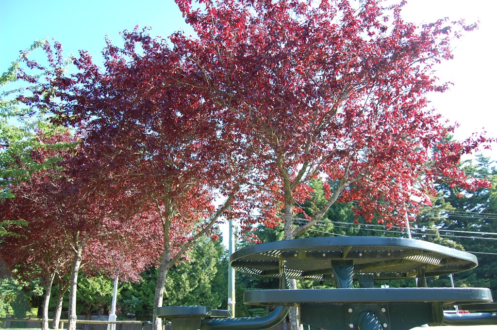 Elgin Park Secondary | 13484 24 Ave, Surrey, BC V4A 2G5, Canada | Phone: (604) 538-6678
