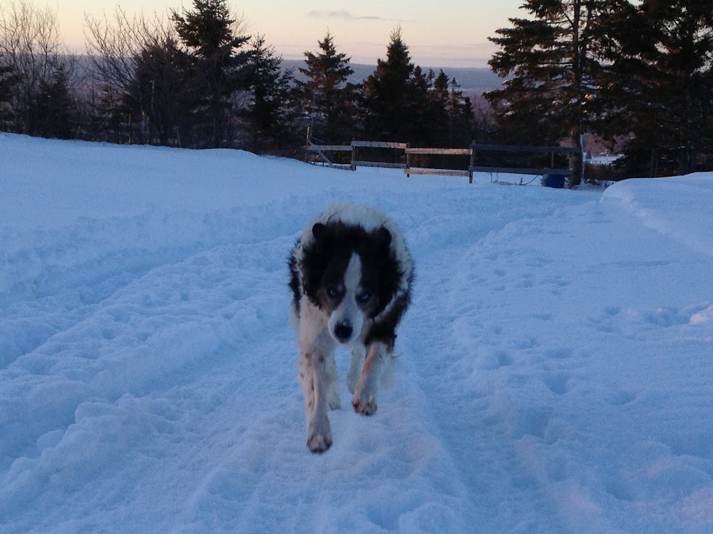 Furry Friends Inn | 1008 Ruggles Rd, Kingston, NS B0P 1R0, Canada | Phone: (902) 825-3208