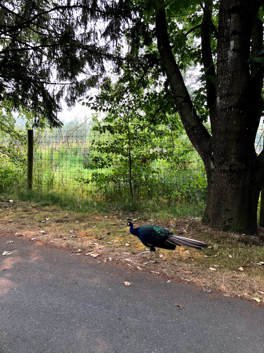 Greater Vancouver Zoo | 5048 264 St, Aldergrove, BC V4W 1N7, Canada | Phone: (604) 856-6825