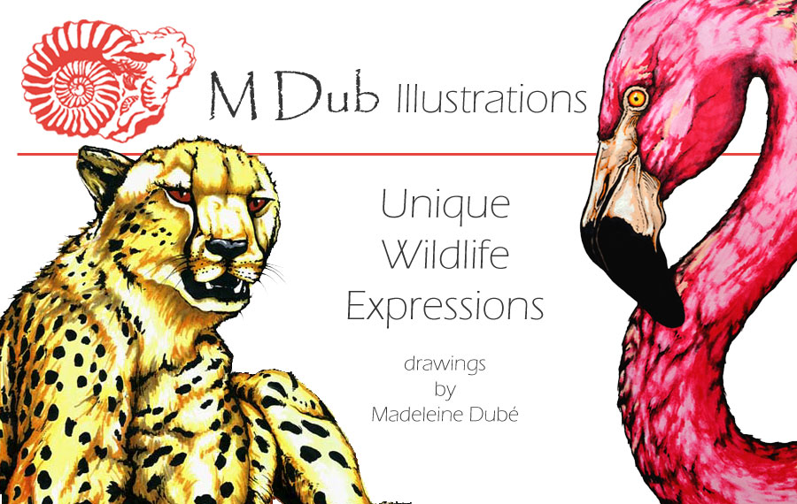 Mdubillustrations - Dessins Danimaux, Cartes Et Cours Dart en  | 309A Chemin des Patriotes, Sorel-Tracy, QC J3P 2M1, Canada | Phone: (514) 770-0705