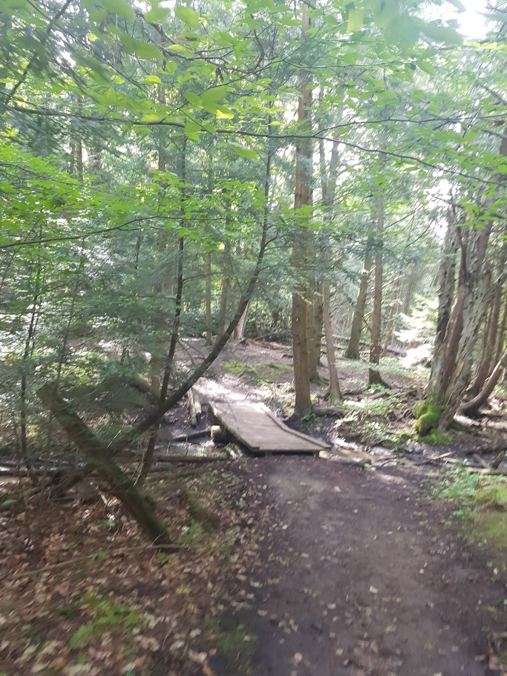 Stephens Gulch Conservation Area | L1C 4V7, 367 Stephens Mill Rd, Bowmanville, ON L1C 4V7, Canada