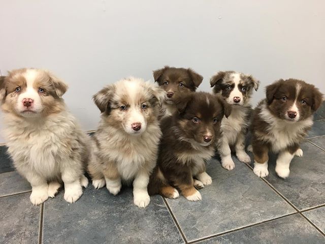 Blue Mountain Veterinary Services | 728380 Side Rd 21, Clarksburg, ON N0H 1J0, Canada | Phone: (519) 599-7777