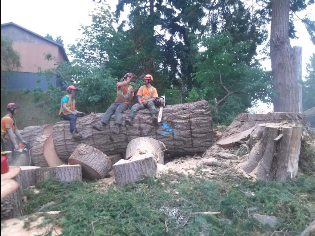 Apex Tree Services | 145 E Kensington Rd, North Vancouver, BC V7N 1P2, Canada | Phone: (778) 839-3430