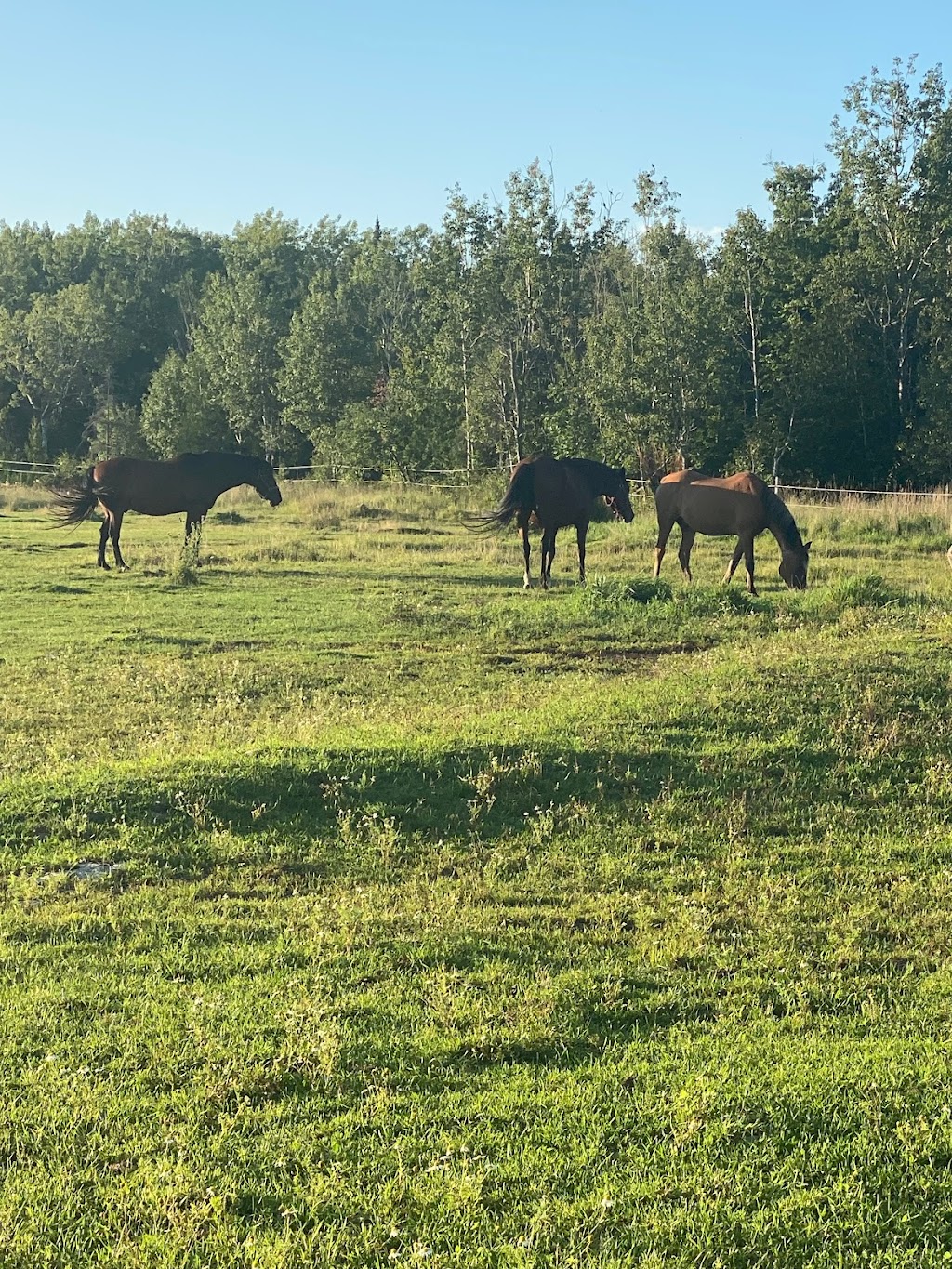 Harmony Acres Campground | 6798 Hwy 6, Tobermory, ON N0H 2R0, Canada | Phone: (226) 777-0373