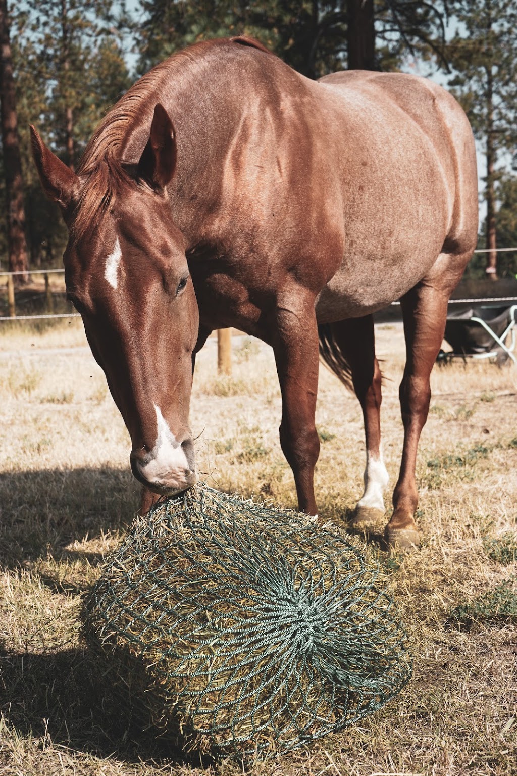 NAG Bags - Slow Hay Feeders | 600 Similkameen Ave, Princeton, BC V0X 1W0, Canada | Phone: (250) 295-5052