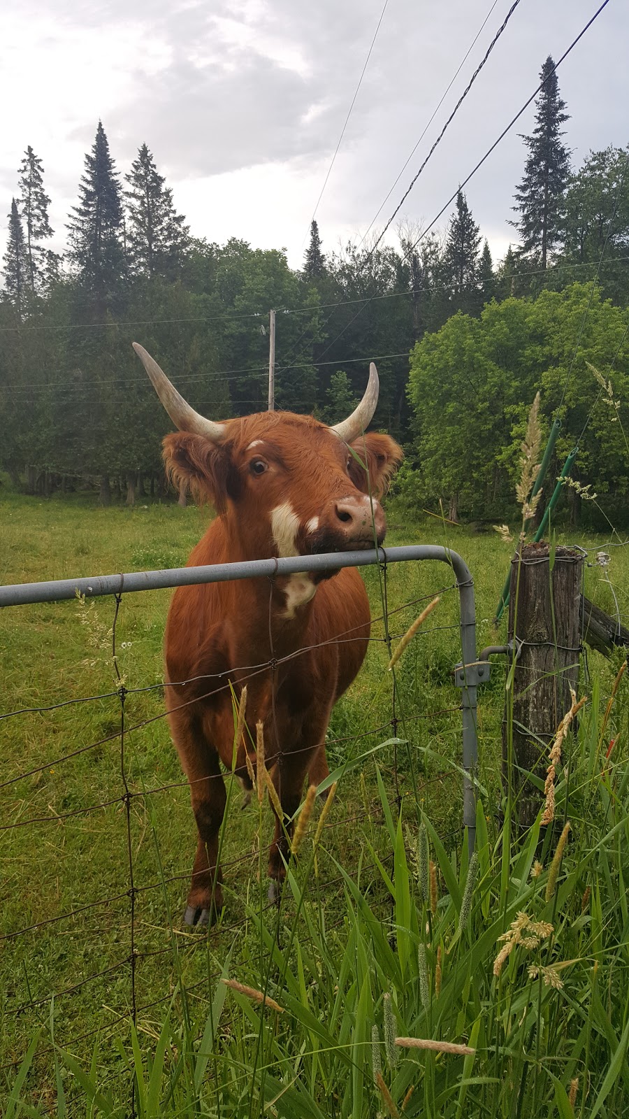 Ferme Morgan | 92 Chemin Morgan, Montcalm, QC J0T 2V0, Canada | Phone: (819) 687-2434