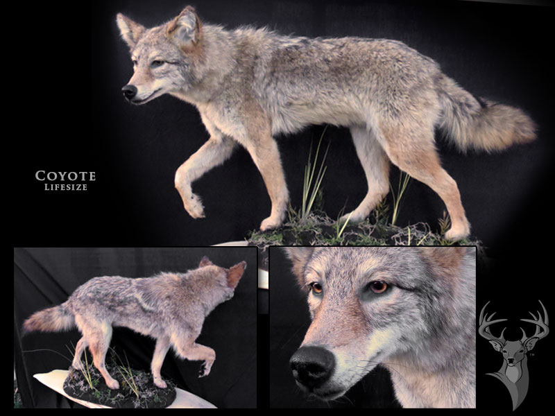 Chris Rawn Taxidermy & Wildlife Arts | 3319 Flos Rd 3 W, Stayner, ON L0M 1S0, Canada | Phone: (705) 719-8732