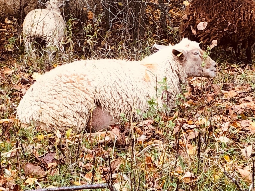 Spring Pasture Farm | 2344 Spring Brook Rd, Springbrook, ON K0K 3C0, Canada | Phone: (416) 728-3222