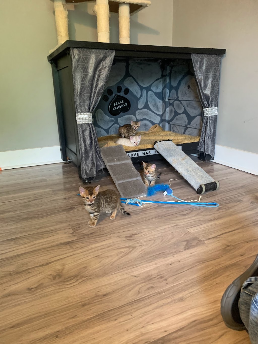 Belle Bengals | 15 Pringle Dr, Belleville, ON K8P 2L2, Canada | Phone: (613) 243-2408