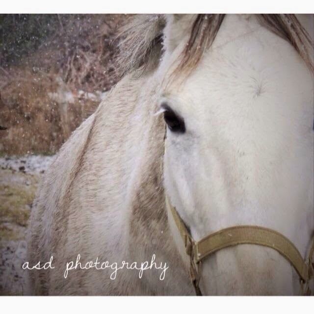 Springfield Stables Riding Academy | 7143 Ashburn Rd, Whitby, ON L1M 1L6, Canada | Phone: (905) 655-4280