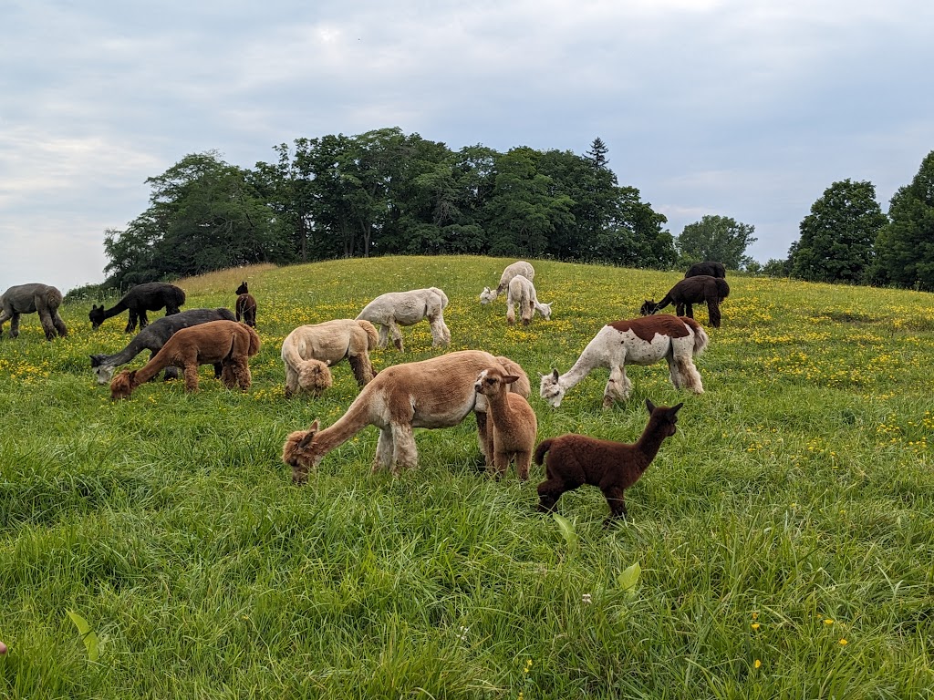 Noble Beast Farms | 14935 Loyalist Pkwy, Bloomfield, ON K0K 1G0, Canada | Phone: (613) 970-4799