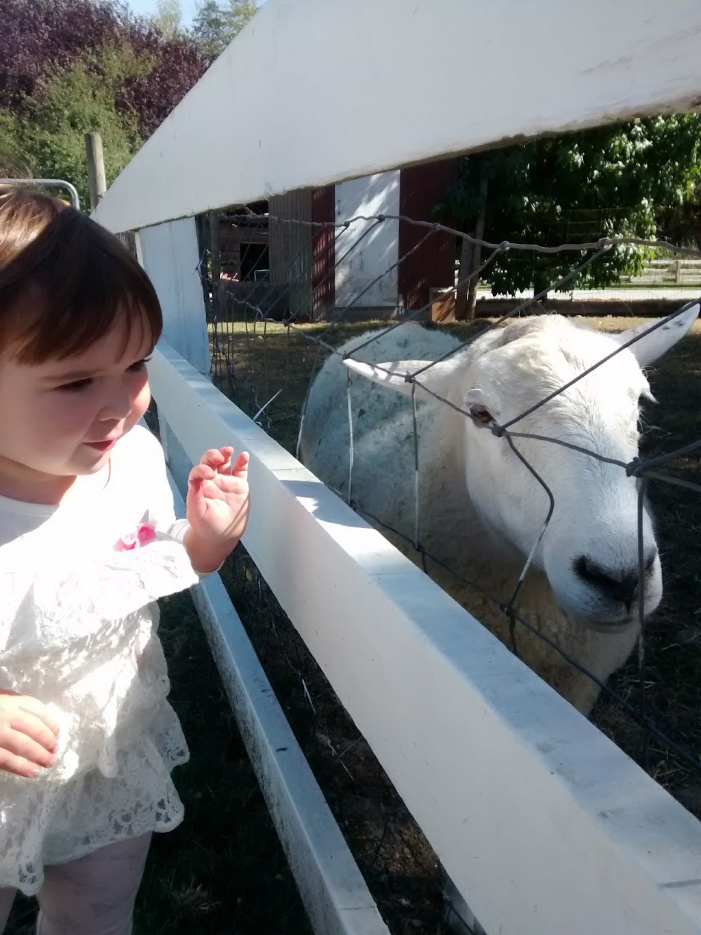 Mason Bluff Turf Farm | 6065 Mason Rd, Sechelt, BC V0N 3A8, Canada | Phone: (604) 885-4184