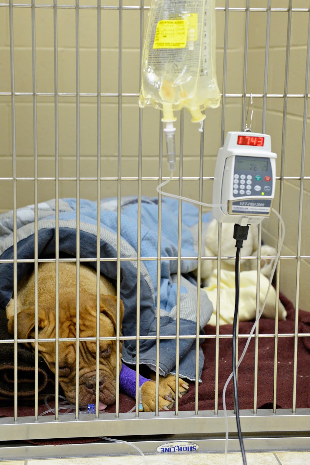 Animal Hospital Of Cambridge | 621 Hespeler Rd, Cambridge, ON N1R 6J3, Canada | Phone: (519) 624-9760