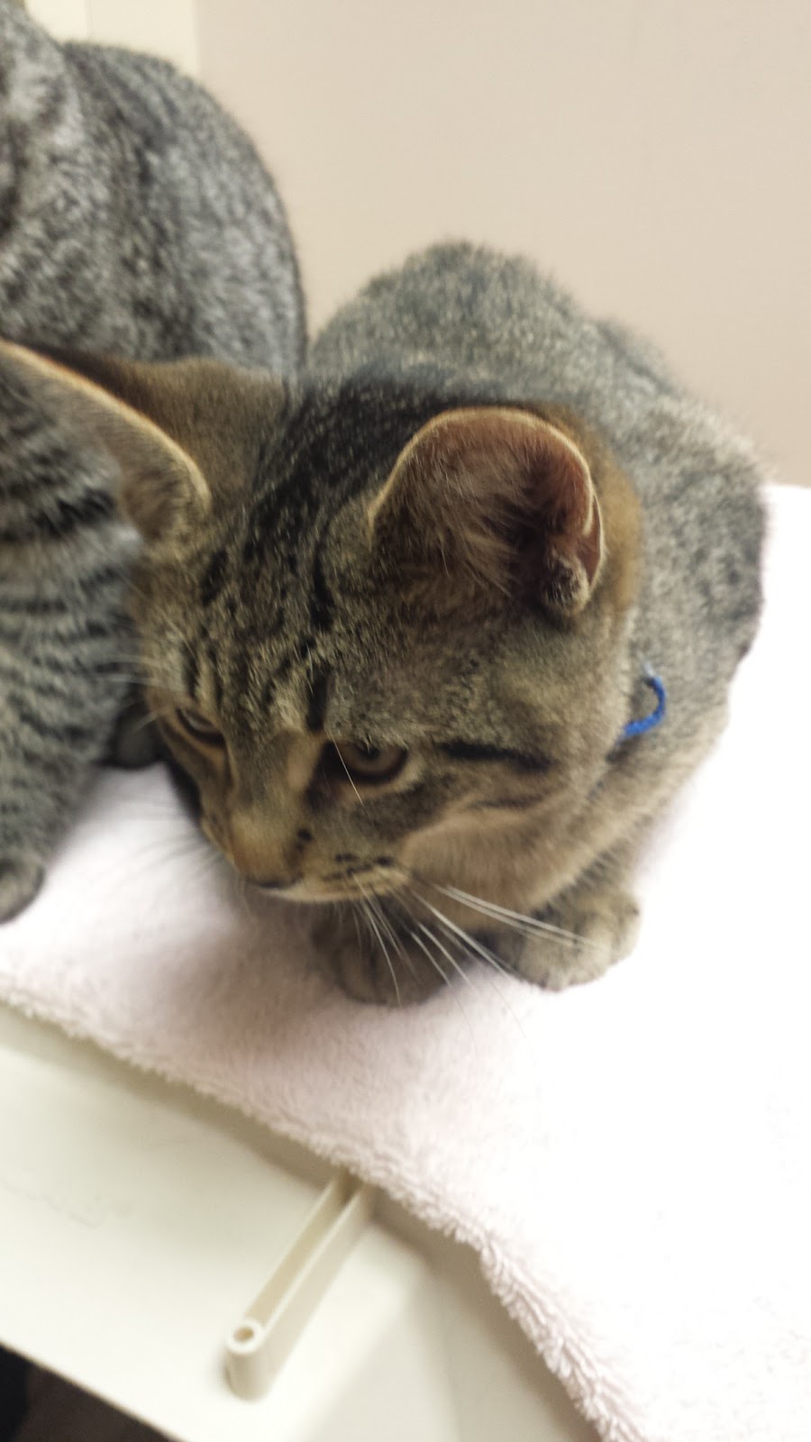 Windrush Veterinary Services | 26 Sixth Concession Road RR #4, Brantford, ON N3T 5L7, Canada | Phone: (519) 449-5080