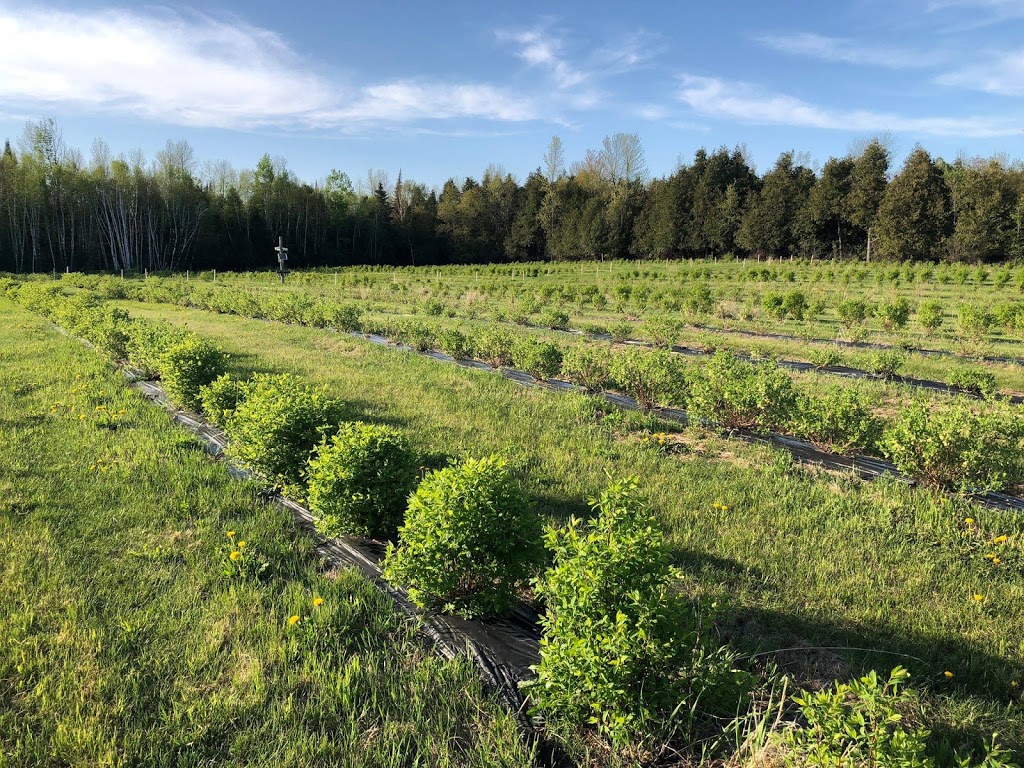 BerryGood Farms | 2295 County Rd 43, Kemptville, ON K0G 1J0, Canada