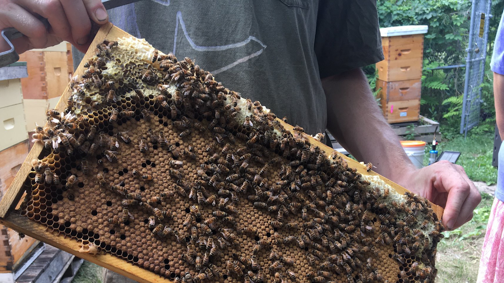 Humble Bee | 601 Burlington St E, Hamilton, ON L8H 4J5, Canada | Phone: (905) 769-0388