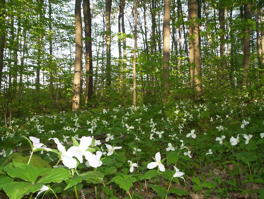 Case Woodlot | Aurora, ON L4G 5W2, Canada
