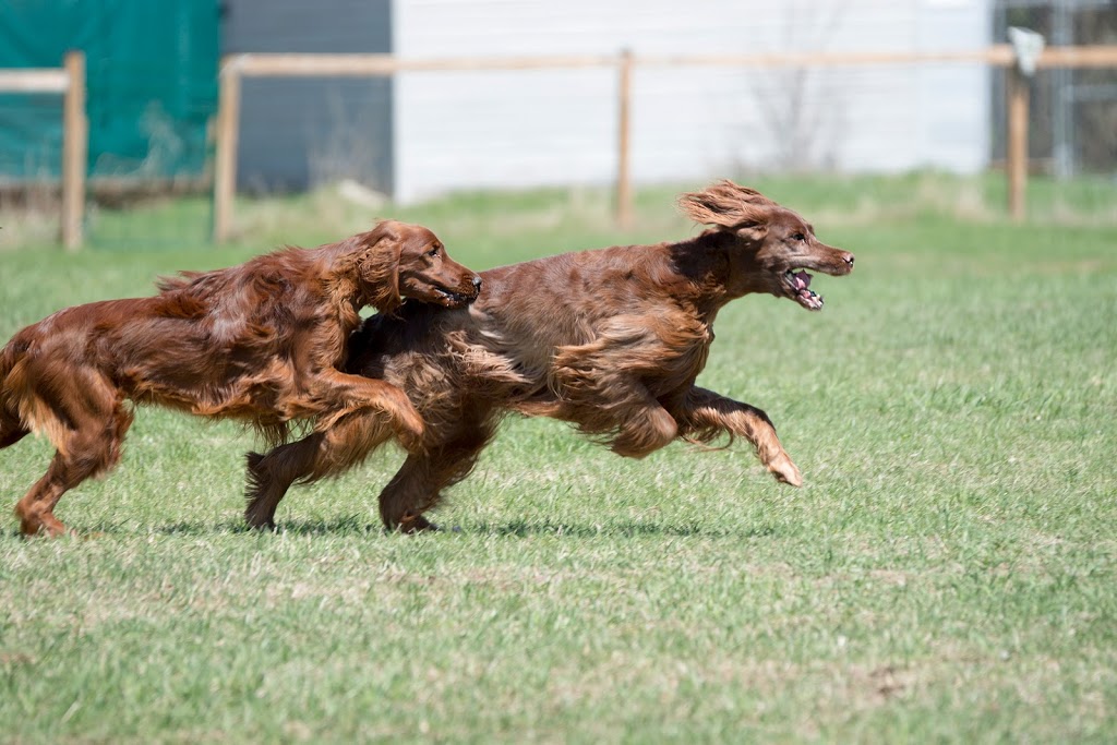 Country Canines Play Park Carp | 112 Delaney Dr, Carp, ON K0A 1L0, Canada | Phone: (613) 878-2309