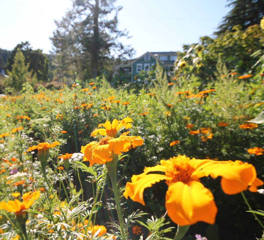 The Salt Spring Centre of Yoga | 355 Blackburn Rd, Salt Spring Island, BC V8K 2B8, Canada | Phone: (250) 537-2326