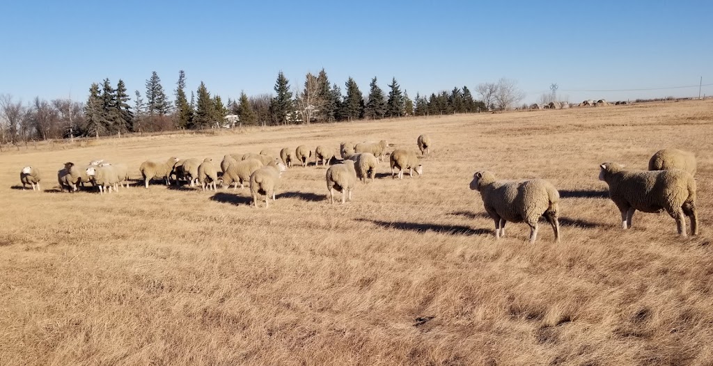 Anderson Family Sheep Ranch | 265041 Range Rd 274, ROCKY VIEW COUNTY, AB T4A 3J6, Canada | Phone: (403) 585-4887