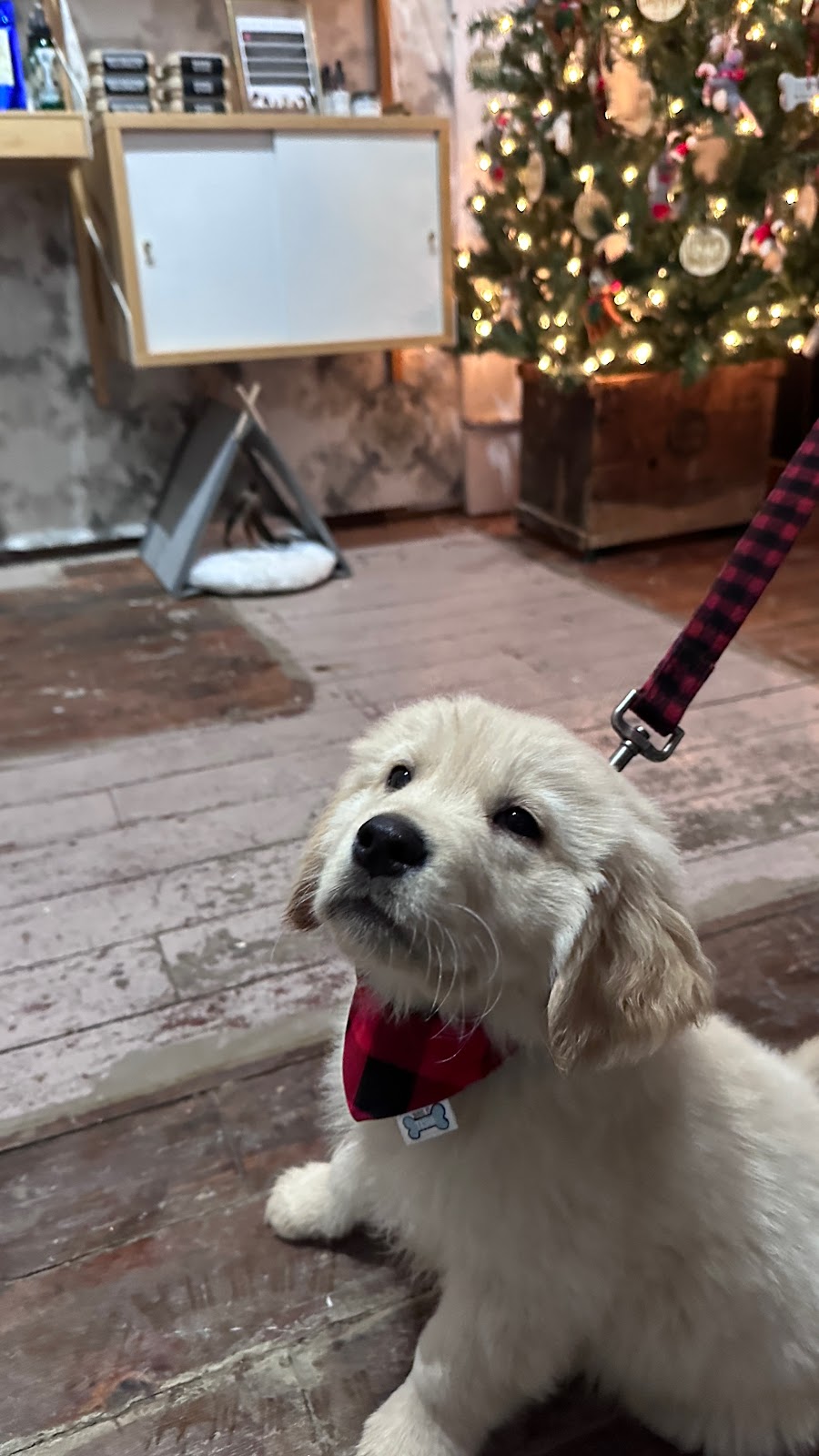 The Fox Hollow Pet Boutique | 31 Main St, Warkworth, ON K0K 3K0, Canada | Phone: (705) 924-1777
