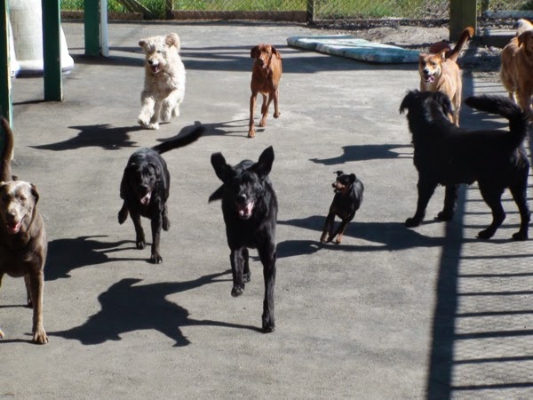 Colleen All Dogs Doggie Daycare | 4924 King George Blvd, Surrey, BC V3Z 1G6, Canada | Phone: (604) 507-7734
