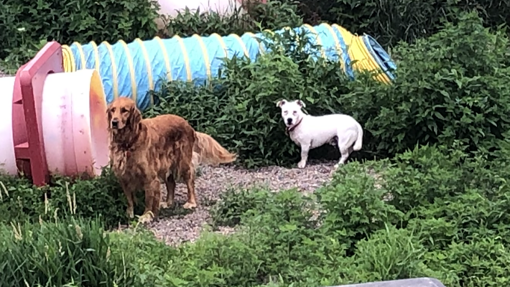 Furry Friends Inn | 1008 Ruggles Rd, Kingston, NS B0P 1R0, Canada | Phone: (902) 825-3208