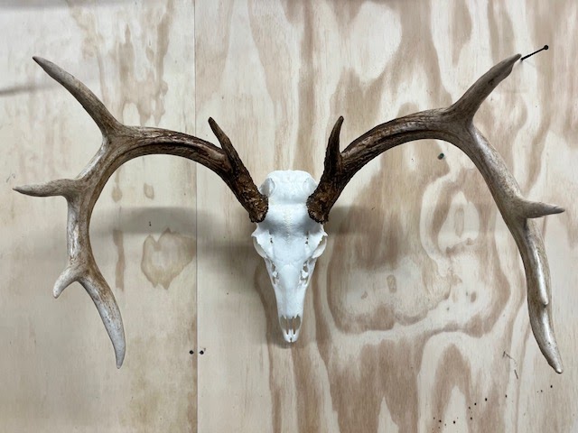 Bears Taxidermy | 106 Louise St, Belmont, ON N0L 1B0, Canada | Phone: (519) 644-2815