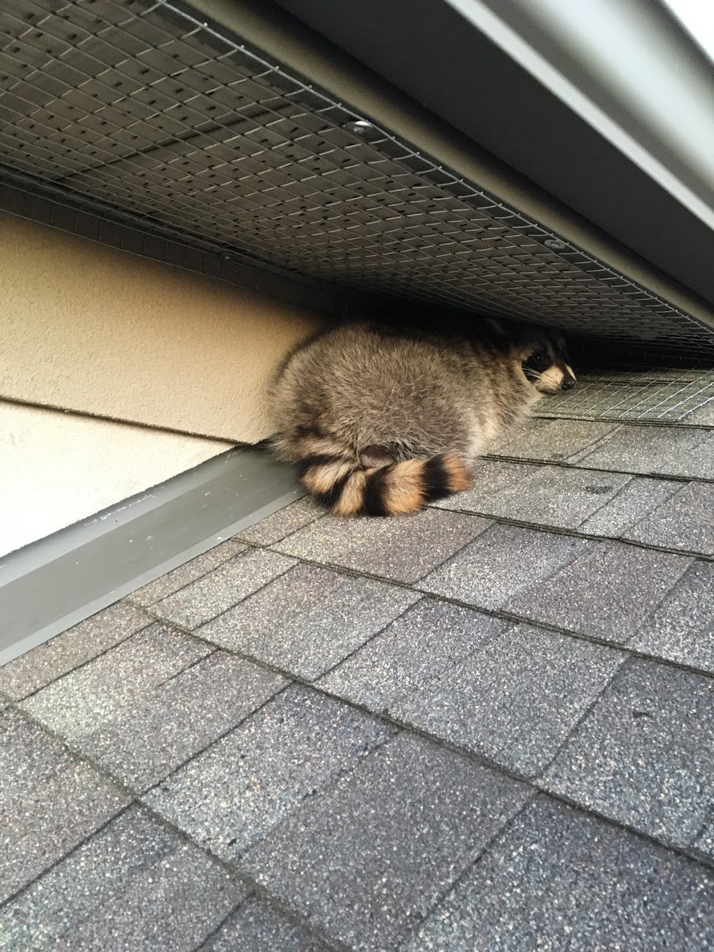 Tracks Wildlife Control | 10110 Fernhill Dr, Denfield, ON N0M 1P0, Canada | Phone: (519) 870-0561