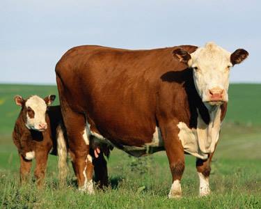 McGregor Veterinary Services | 839 Stone St N, Gananoque, ON K7G 1Z7, Canada | Phone: (613) 381-2015