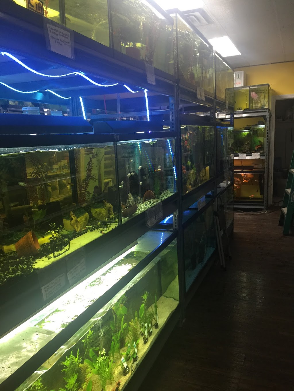 WET PETS AQUARIUMS INC. | 295 Main St E UNIT #4, Milton, ON L9T 1P1, Canada | Phone: (289) 851-2606