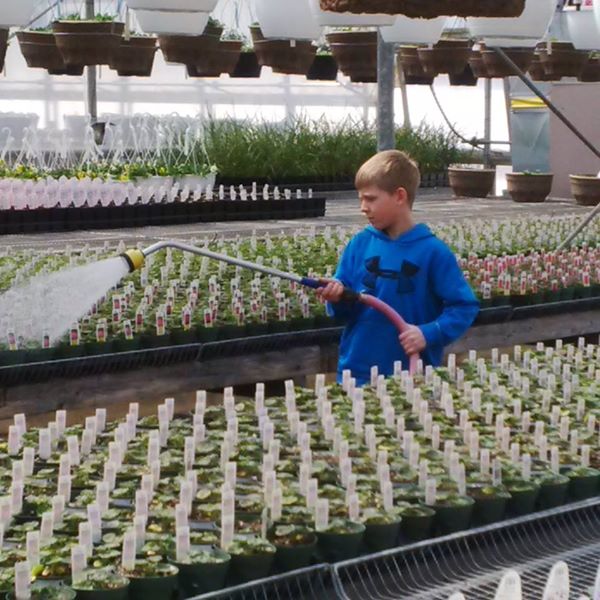 Thuss Greenhouses & Garden Centre | 9185 Townsend Line, Arkona, ON N0M 1B0, Canada | Phone: (519) 828-3338