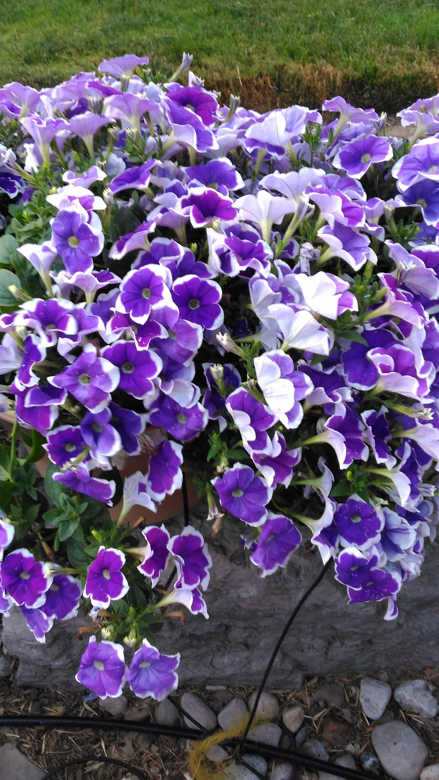 Linwell Gardens Ltd | 5280 S Service Rd, Beamsville, ON L0R 1B3, Canada | Phone: (905) 563-6383