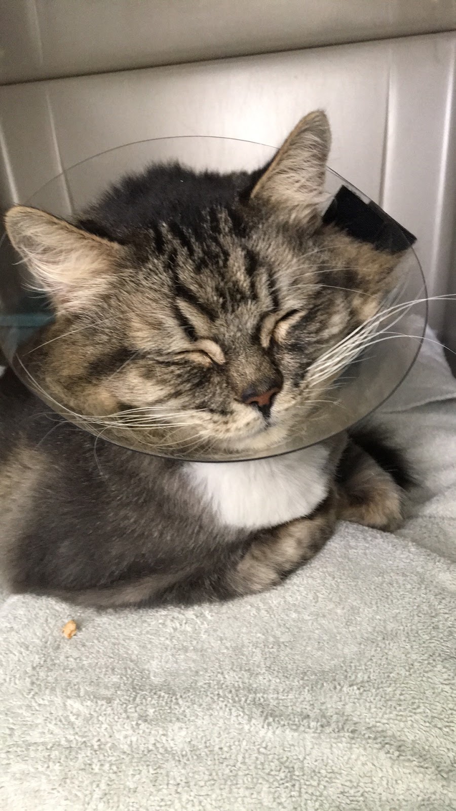 Cats At Home Feline Hospital | 17967 56 Ave #3, Surrey, BC V3S 1E2, Canada | Phone: (604) 574-8873