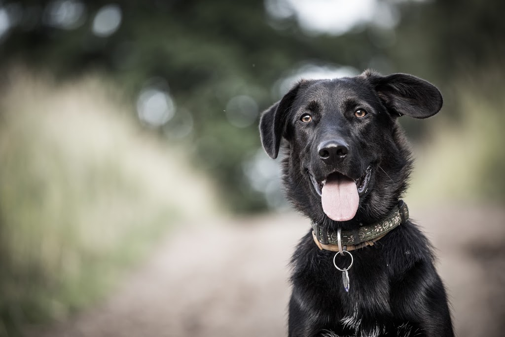 Manitou Animal Hospital | 5 Manitou Dr Unit 2-3, Kitchener, ON N2C 2J6, Canada | Phone: (519) 893-1360