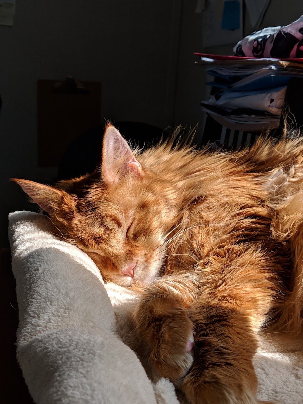 BC SPCA Sea to Sky Community Animal Centre | 1005 B Industrial Way, Squamish, BC V8B 0H1, Canada | Phone: (604) 898-9890