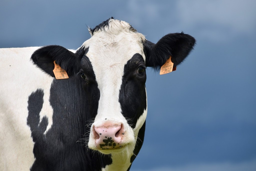 Roewood Farms | 3875 Lavery Rd, Wallenstein, ON N0B 2S0, Canada | Phone: (519) 504-5860