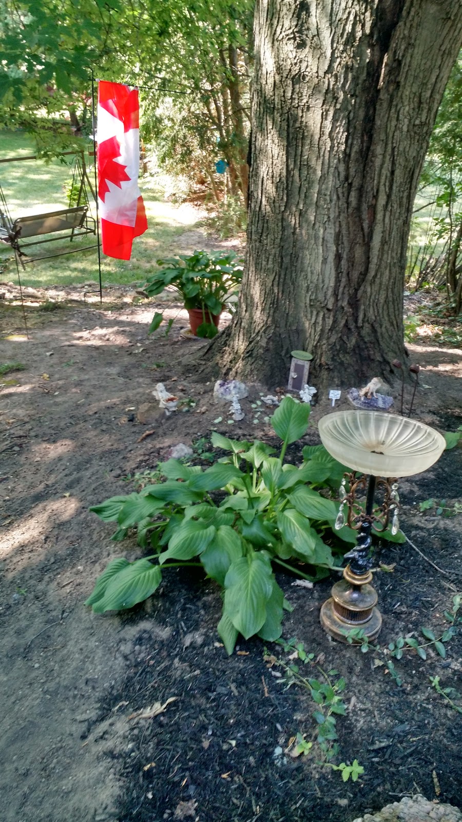D F Wilby Tree Surgeons | 2388 St Frances Dr, Burlington, ON L7P 1V4, Canada | Phone: (905) 335-2553