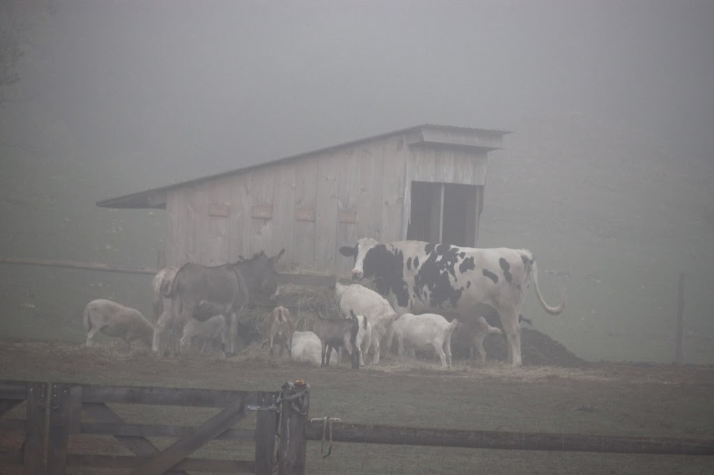 FrogHollow Farm Sanctuary | 855102 Gobles Rd, Princeton, ON N0J 1V0, Canada | Phone: (519) 535-4763
