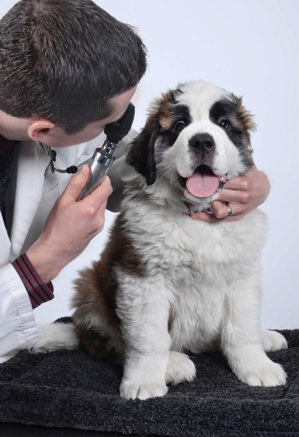 VCA Canada Eastside Animal Hospital | 111 Hamilton Regional Rd 8, Stoney Creek, ON L8G 1C1, Canada | Phone: (905) 662-6719